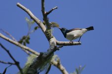 Amani Sunbird male.jpg