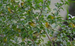 Clarke's Weaver females and juveniles feeding.jpg