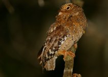 Sokoke Scops Owl.jpg