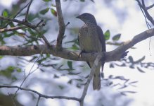 Scaly-throated Honeyguide.jpg