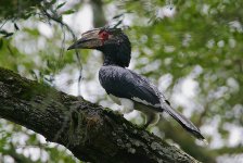 Trumpeter Hornbill female.jpg