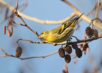 siskin4.jpg