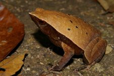 Niah rufous-sided sticky frog.JPG