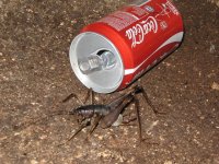 Niah giant cave cricket.jpg