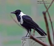 Collared Crow 600.jpg