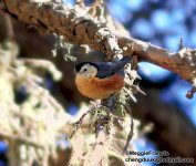 White cheeked nuthatch.jpg