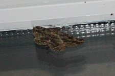 Unidentified moth 3.jpg
