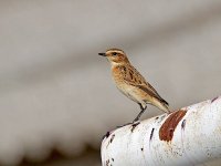 IMG_7754_Whinchat.jpg