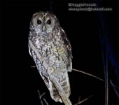 Chinese Tawny Owl 700.jpg