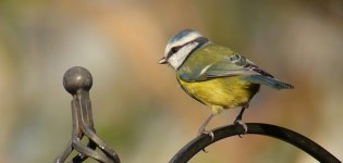 Blue Tit 001N.jpg