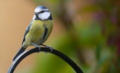 Blue Tit 002N.jpg