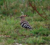 LL Hoopoe 5.jpg