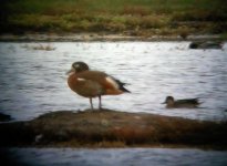 PenningtonShelduck1.jpg