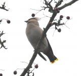 Holmethorpe CP Bohemian Waxwing 2.jpg