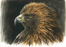 Golden eagle head1.jpg