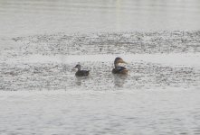 Eurasian Teal.jpg