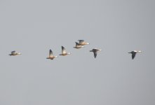 Ruddy Shelduck.jpg