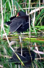 Moorhen 003N.jpg