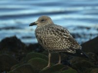 Herring_Gull_Girdle_Ness_231010d.jpg