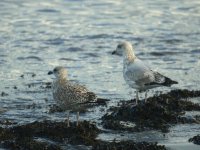 Herring_Gull_Girdle_Ness_231010e.jpg