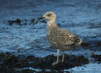 Herring_Gull_Girdle_Ness_231010f.jpg