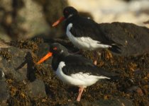 Oystercatcher_Girdle_Ness_231010a.jpg