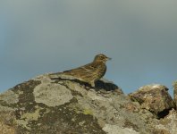 Rock_Pipit_Girdle_Ness_231010b.jpg