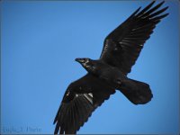 Am Crow blk beak 5707 800w.jpg