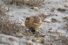 Twite 101110 DSCN3466.jpg