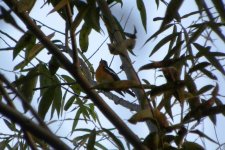 Mugimaki Flycatcher.jpg