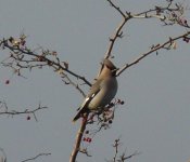 Waxwing.jpg