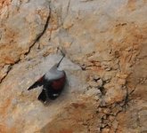 Wallcreeper.jpg