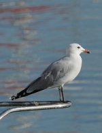 Audouins Gull.jpg