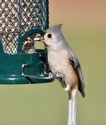 Tufted Titmouse scaled 1200 4441.JPG