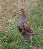 defensive grey partridge.JPG