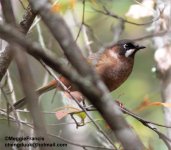 Black faced Laughingthrush.jpg