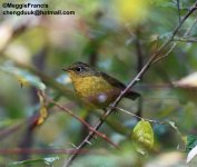 Golden Bush Robin.jpg