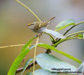 Pallas's Leaf Warbler.jpg