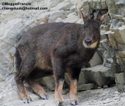 Goral.jpg