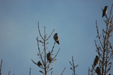 Waxwings-1.jpg