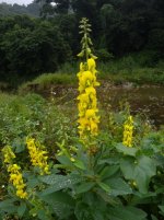 DSCN2877 tall yellow flower bf.jpg