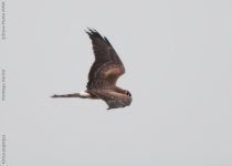 montagu-harrier-1-web.jpg