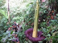 Amorphophallus.jpg