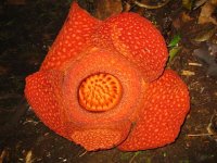 Rafflesia arnoldi.jpg