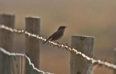 1Bluethroat Alvor Portugal  1310101.jpg