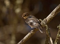 1Flycatcher Pied Non Qreeding Quinta du Lago Portugal 0610101.jpg