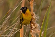 1Weaver Bird Black Headed 4 Quinta du Lago Portugal 1010101.jpg