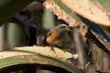 1Redstart (UNT) 1 Val du Bispo 1410101.jpg