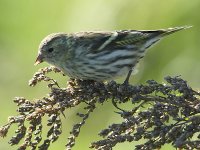 Siskin-8986.jpg