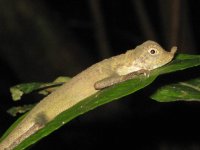 Kinabatangan ornate shrub lizard.jpg